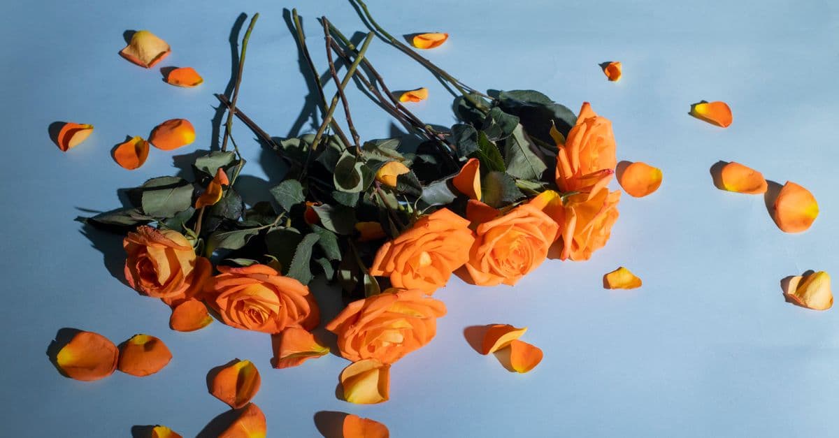 Photo by Jill Burrow on Pexels